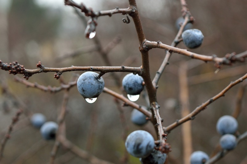 Blue Berries