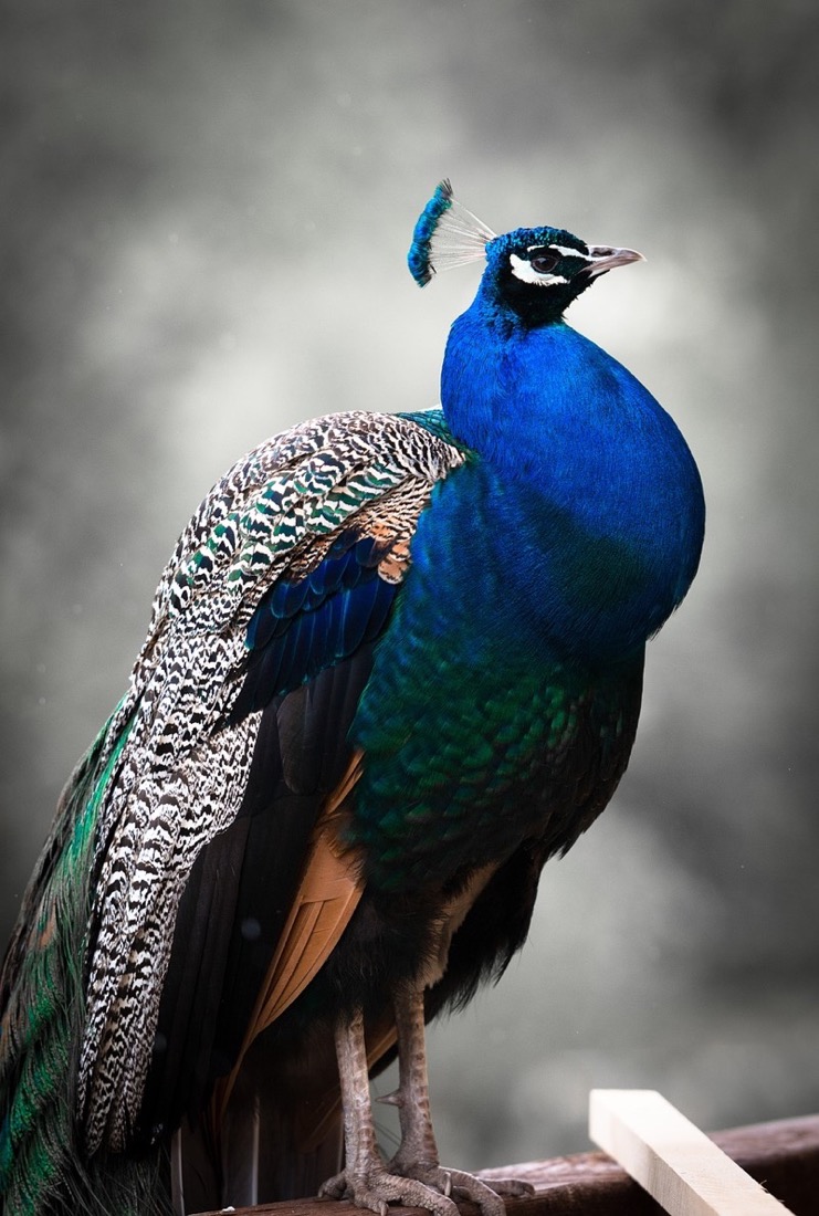 Blue Peacock