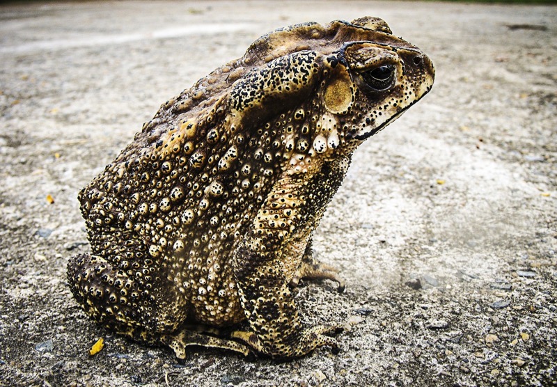 Camo Toad