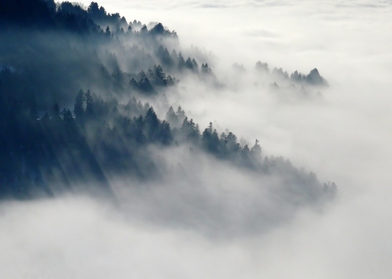 Misty Forest